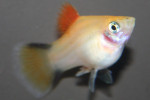 Platy Victoria